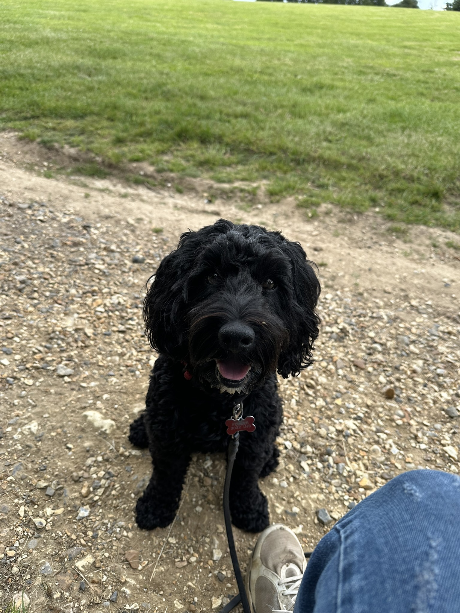 Dog gazing